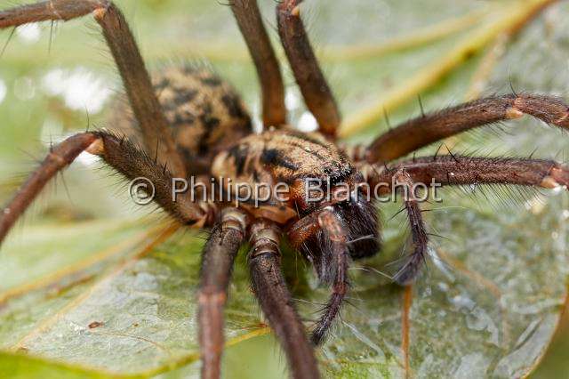 Agelenidae_6000.JPG - France, Pyrénées-Atlantiques (64), Araneae, Tégénaire noire (Tegenaria atrica), portrait de femelle, Dust Spider